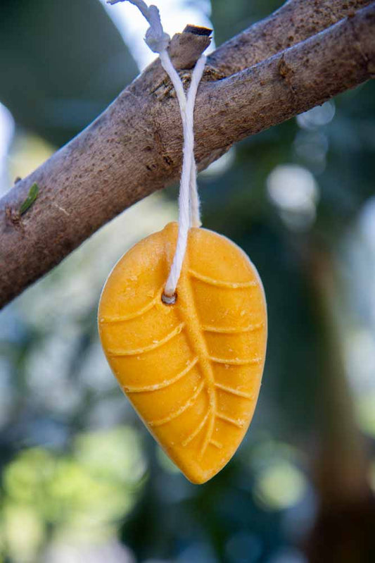 Shampoo Solido Curcuma e Zenzero