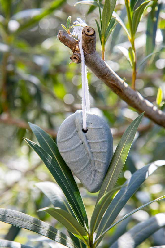 Balsamo Solido Borragine e Canapa